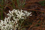 Hyssopleaf thoroughwort